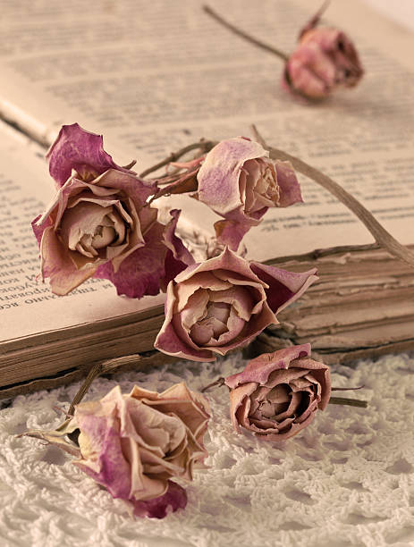 istock Dry roses and an old book (sepia) 160353920
