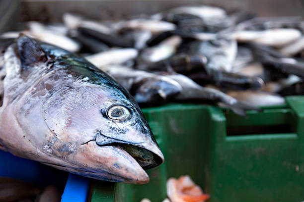 Salmon in the Market