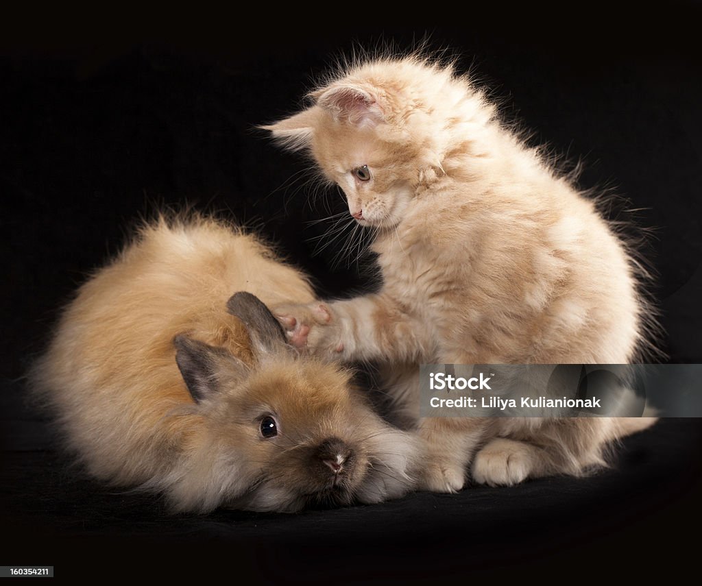 Um gatinho e Coelho - Foto de stock de Animal royalty-free