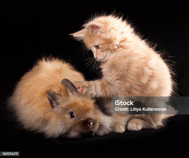 Kitten И Кроликов — стоковые фотографии и другие картинки Волосы животного - Волосы животного, Горизонтальный, Два животных