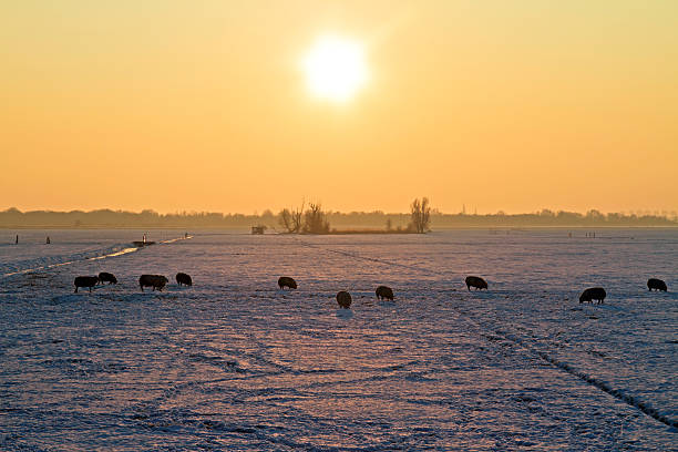 istock Sheep in snowy countryside from the Netherlands at twilight 160354293