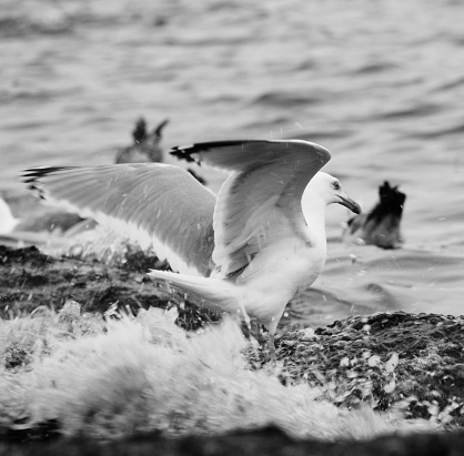 Seagull landing in seaweed at the edge of the ocean in Point Judith, Rhode Island