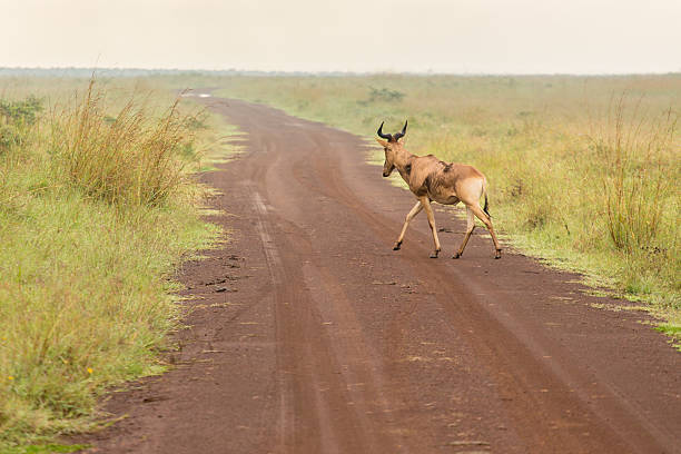 istock Impala crossing a dirt road 160354404