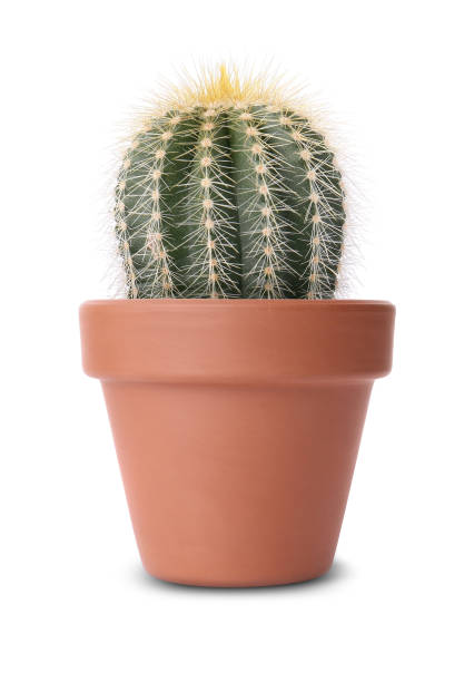 istock Beautiful green cactus in terracotta pot isolated on white 1603545998