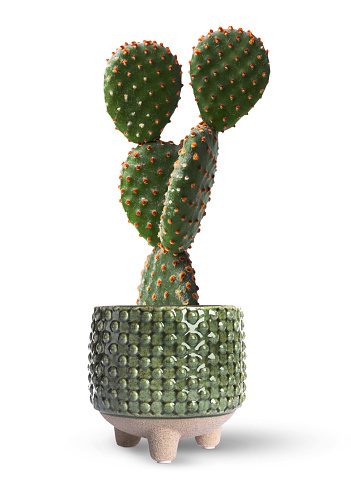 Beautiful green cactus in ceramic pot isolated on white