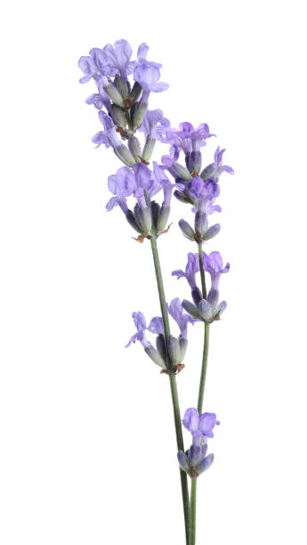 istock Beautiful blooming lavender flowers isolated on white 1603546568
