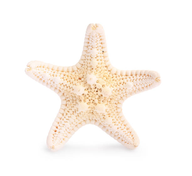 istock Beautiful sea star (starfish) isolated on white 1603546580