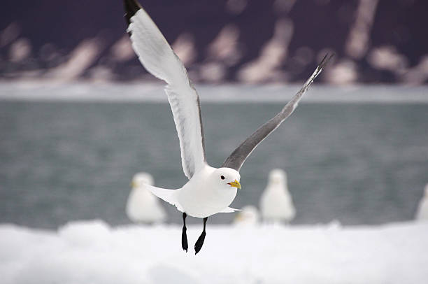 Arctic Tern flying over ice stock photo