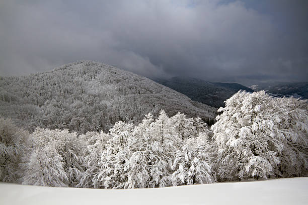 istock panoramic view of snowy forest mountains 160355926