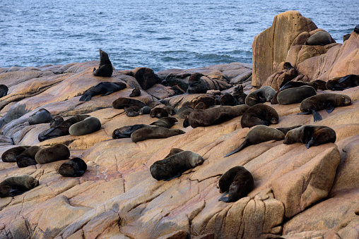 Fur Seal in the Cape Cross Colony on the Skeleton Coast of Namibia.