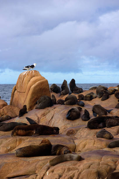 istock Colony of Sea Lions 1603560493