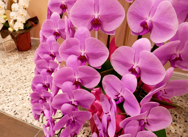 istock Pink Phalaenopsis Orchid. Festive, gift flowers. 1603565777