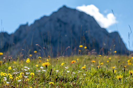 Meadow in summer with beautiful yellow flowers with stunning mountain backdrop in the Karawank mountain range in the Austrian state of Carinthia