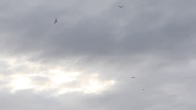 Birds flying in a cloudy sky at dawn