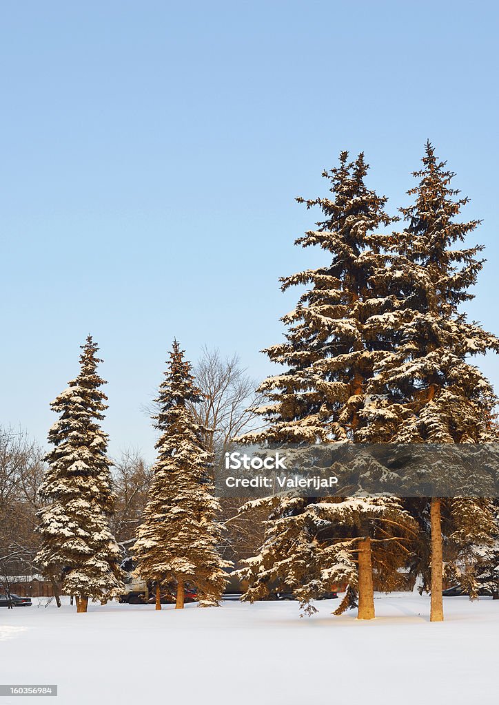 Coucher de soleil dans le parc d'hiver de Moscou - Photo de Arbre libre de droits