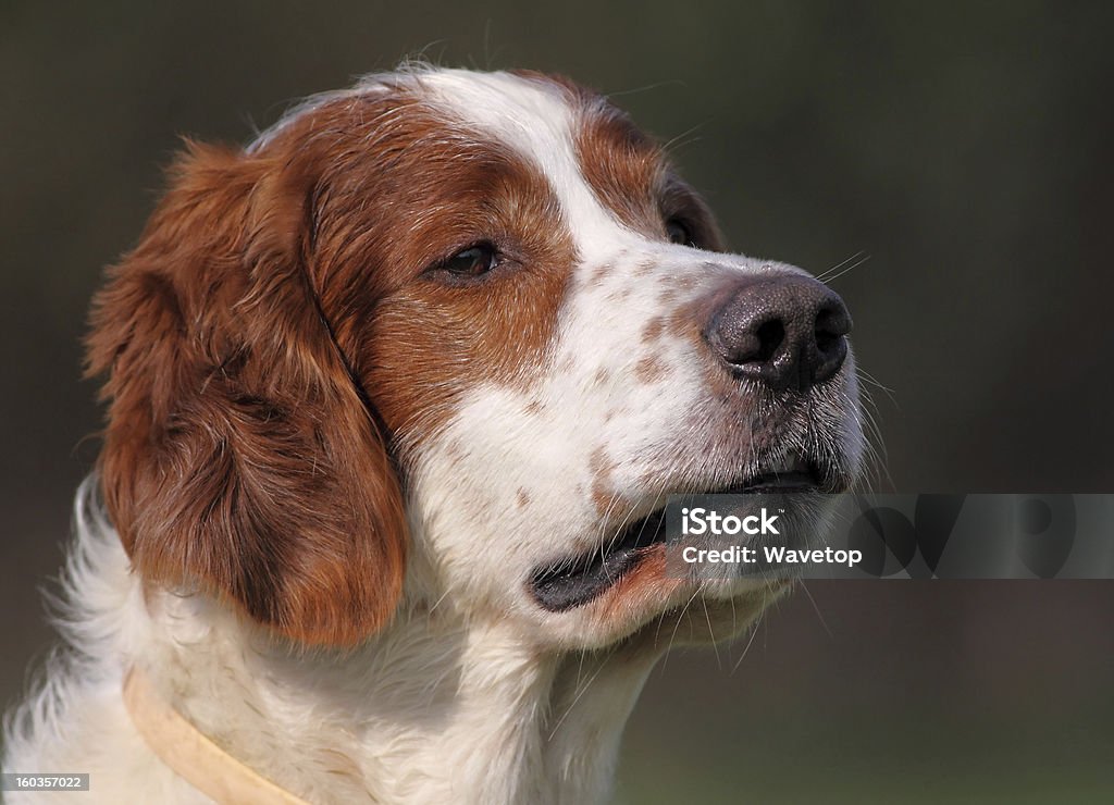 Cão de retrato - Foto de stock de Animal royalty-free