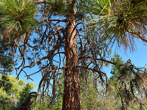 Ponderosa Pine tree, conifer, sunny summer day