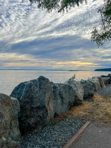 A seagull standing on rocks, close to the ocean, at sunset, summer, White Rock, British-Columbia, Canada