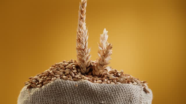 Malt grains close-up. Barley seeds in sack on yellow background, wheat texture. Brewery production concept. Agriculture and harvest time.