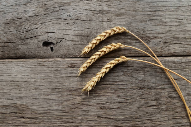 istock Ears of wheat. 1603585230