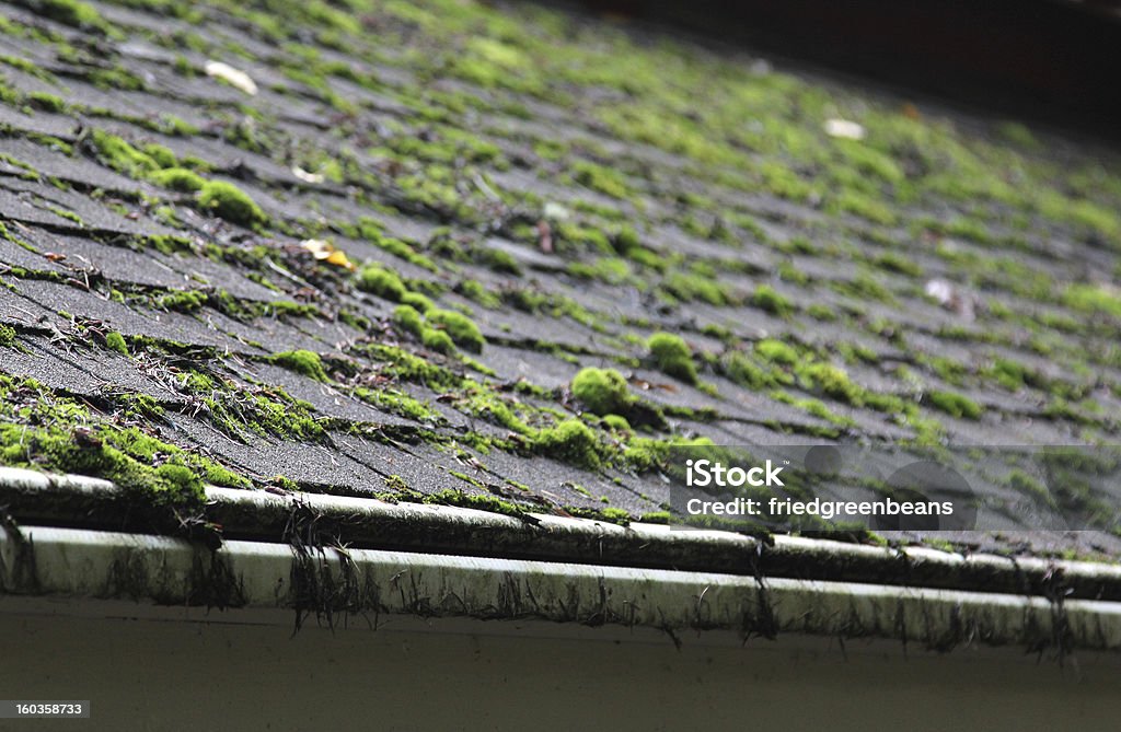 Moss covering a shingled roof Moss growing on a shingled roof Moss Stock Photo