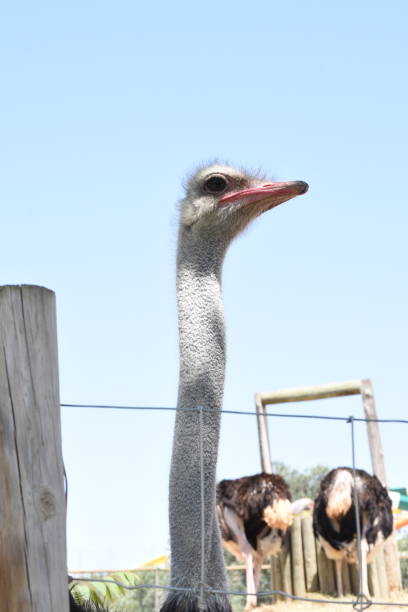 istock The ostrich is a large bird that does not fly, but is a runner. 1603589286