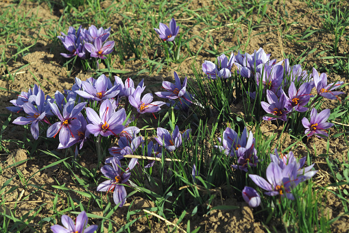 Saffron Flowers in Field