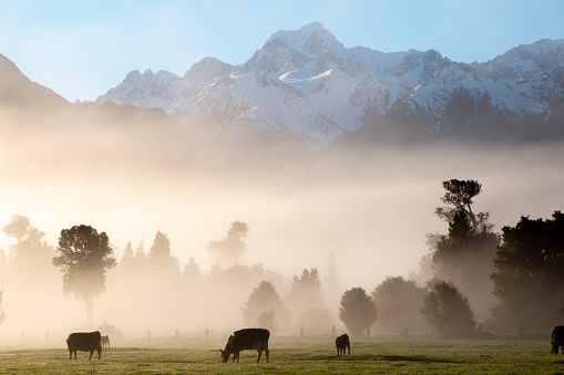 Early morning fog at the New Zealand West Coast, Southern Alps, in Westland Tai Poutini National Park with a view of Mount Tasman (Horokoau)