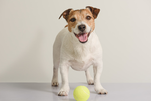 Jack Russell Terrier dog playing with ball indoor