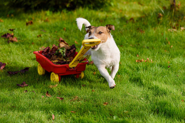 pies ciągnie wózek pełen grabionych jesiennych liści na zielonej trawie w ogrodzie. jesienne porządki humorystyczne koncepcje - dog park retrieving humor zdjęcia i obrazy z banku zdjęć