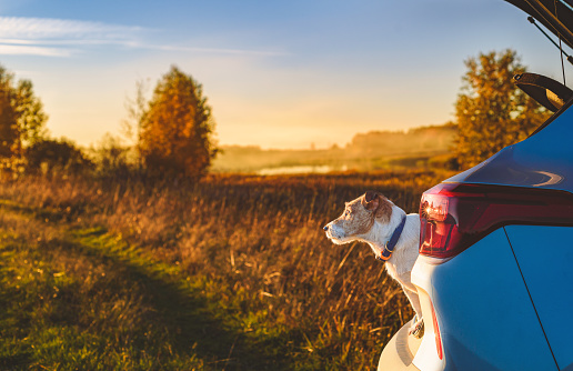 Jack Russell Terrier dog in car at sunset