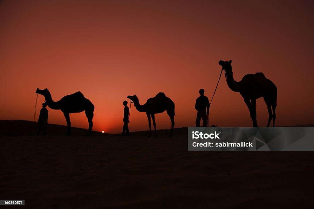 Silhueta de camelo de Pushkar Riders - Royalty-free Camelo Foto de stock