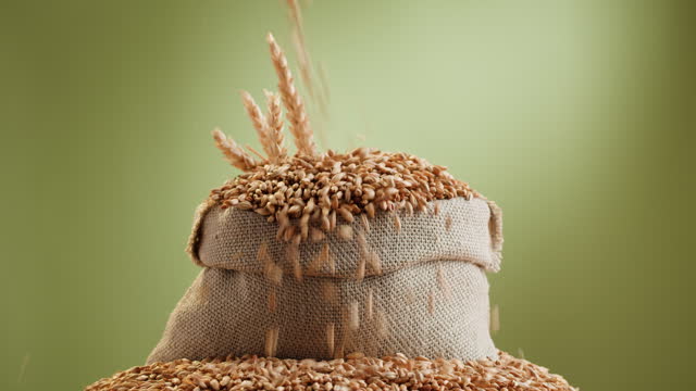 Malt grains close-up. Barley seeds in sack on green background, wheat texture. Brewery production concept. Agriculture and harvest time.
