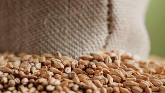 Malt grains close-up. Barley seeds in sack, wheat texture. Brewery production concept. Agriculture and harvest time.