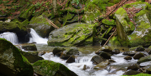 moss covered rocks in the creek. outdoor nature scenery of carpathian woodland
