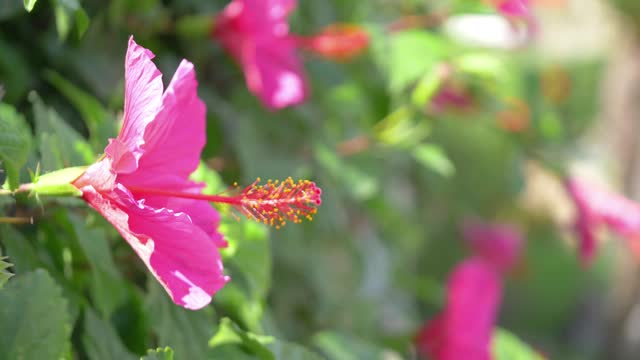 Hibiscus Bloom in the Garden in 4k slow motion 60fps