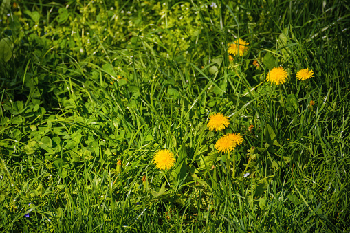 grassy glade with blooming dandelions. natural floral background on a sunny day