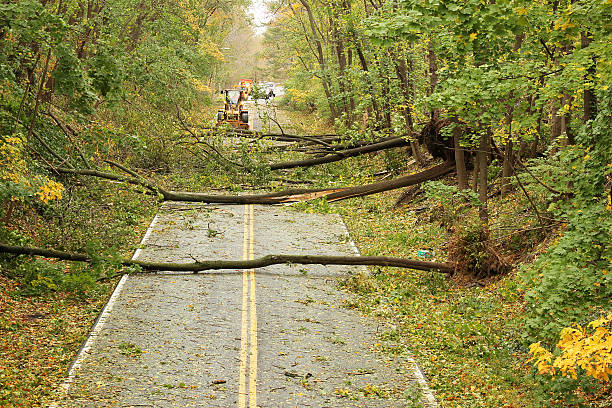 Hurricane Sandy Downed Trees stock photo