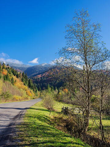 asphalt road in carpathian mountains. trip through ukrainian countryside in autumn. trees in fall foliage. scenery of rural area in synevyr park