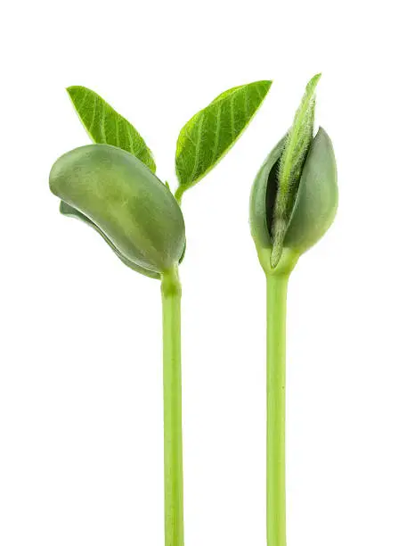 Small plant of soy on a white background
