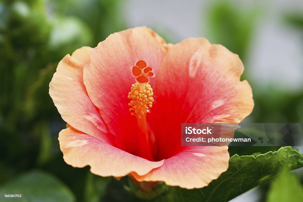 Flor de hibisco pólen. - Royalty-free Ao Ar Livre Foto de stock