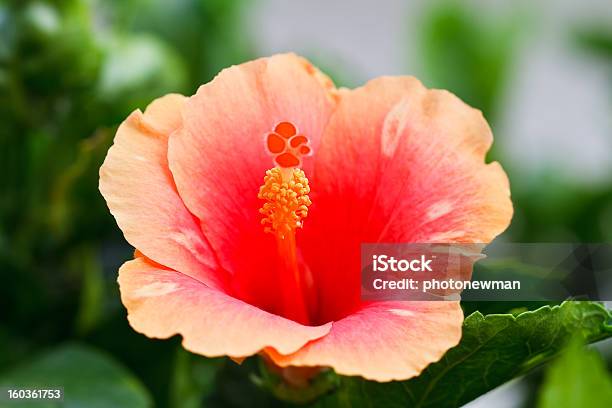 Flor De Hibisco Pólen - Fotografias de stock e mais imagens de Ao Ar Livre - Ao Ar Livre, Beleza natural, Botânica - Ciência de plantas