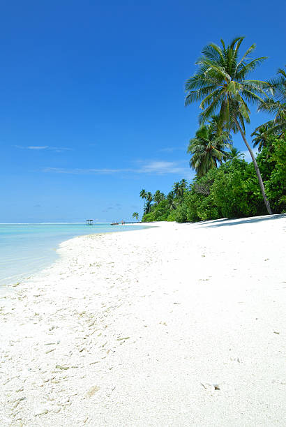 istock Tropical beach with coconut palm trees 160362008