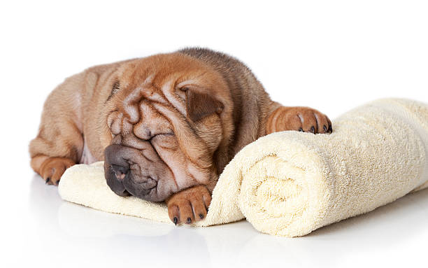 Relaxing puppy Chinese sharpei puppy sleeping peacefully on a yellow towel. mini shar pei puppies stock pictures, royalty-free photos & images
