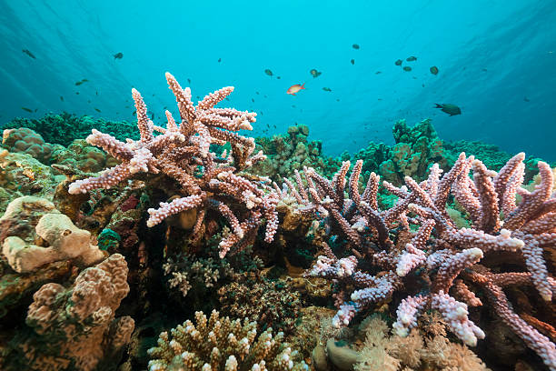 istock Fish and tropical reef in the Red Sea. 160363206