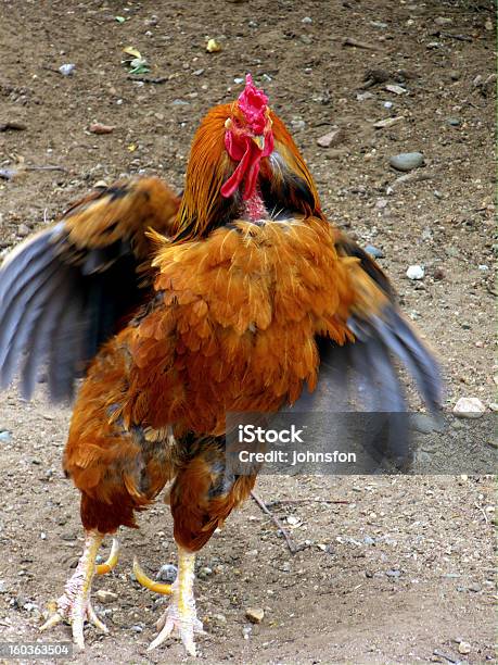 Poka - zdjęcia stockowe i więcej obrazów Czerwony - Czerwony, Część ciała zwierzęcia, Fotografika