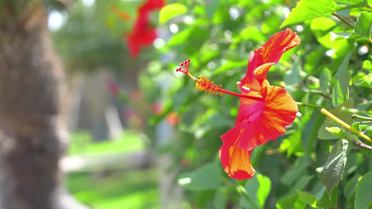 Hibiscus Bloom in the Garden in 4k slow motion 60fps