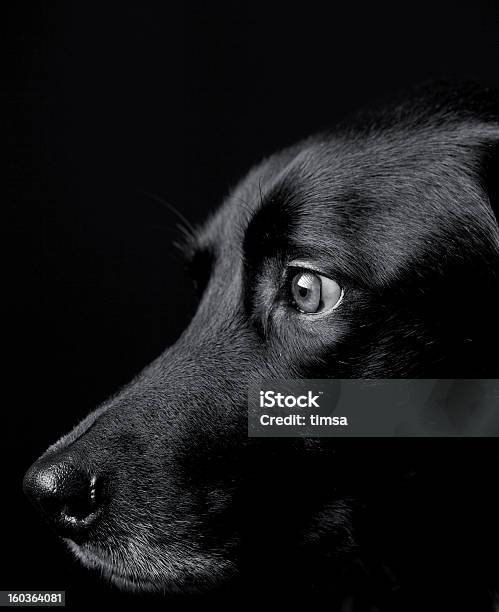 Nero Cane Profilo - Fotografie stock e altre immagini di Cane - Cane, Colore nero, Tristezza