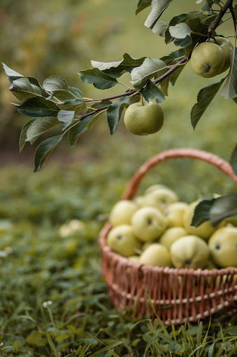 Photo of a basket of homemade apples in the garden.