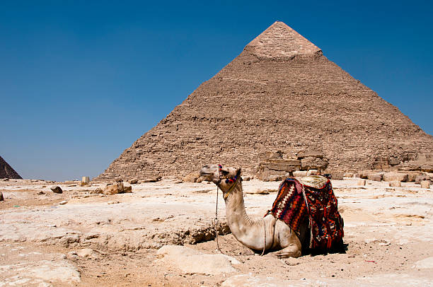 gizé pirâmide com camelo - egypt camel pyramid shape pyramid imagens e fotografias de stock